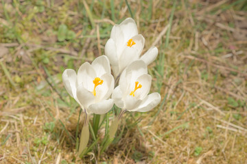 Krokussblüten in weiß mit gelben Blütenstempel auf der Wiese im hellen Sonnenlicht