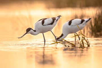 Foraging pied avocets