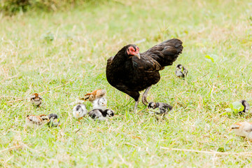 Hen chick rearing in natural environment rural scene
