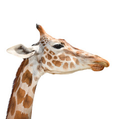 Cute giraffe isolated on white background. Funny giraffe head isolated. The giraffe is tallest and largest living animal in zoo. Beautiful Giraffa isolated on white. Funny giraffe's face isolated