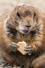Prairie dog eats biscuit