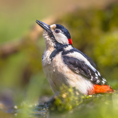 Great spotted woodpecker drinking