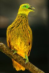 Golden dove sitting on a tree, Viti Levu Island, Fiji