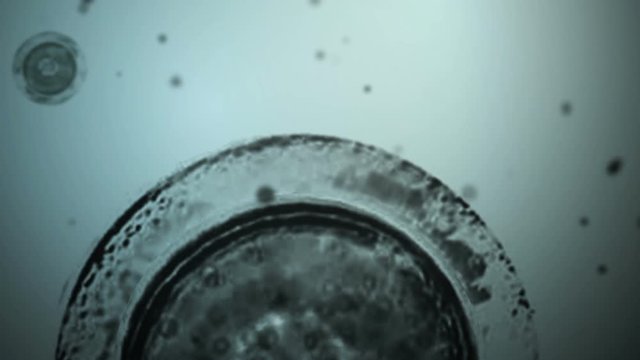 cellule en mouvement 