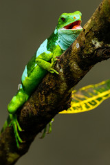 Male Fiji banded iguana (Brachylophus fasciatus) on Viti Levu Island, Fiji.