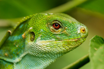 Portrait of male Fiji banded iguana (Brachylophus fasciatus) on Viti Levu Island, Fiji
