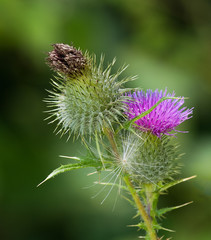 A vivid woodland thistle in different stages of its lifecycle. 