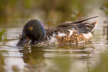 Northern shoveler dabbling in water of wetland
