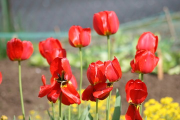 Tulpenfeld