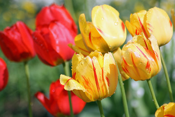 Buntes, duftendes Tulpenfeld im Frühling
