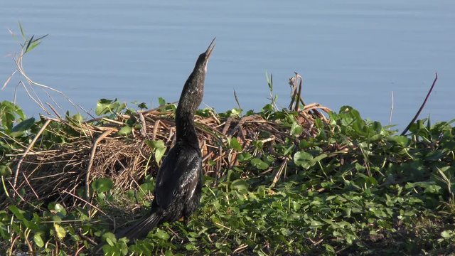 anhinga downing a fish in Florida swamp