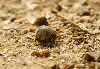 Hermit crab