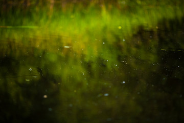 The water surface in which the coastal reeds are reflected