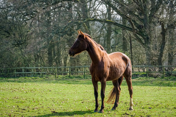 Obraz premium Thoroughbred Horse Enjoying the Spring Sunshine