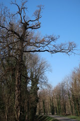 Arbre au bord de l'eau