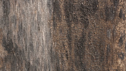 Fototapeta premium old wood texture alder