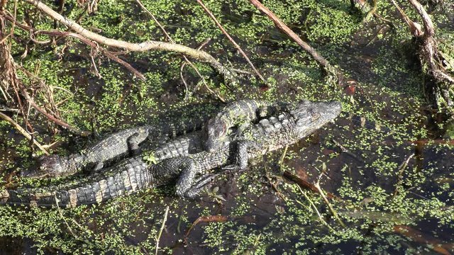 baby American alligators basking