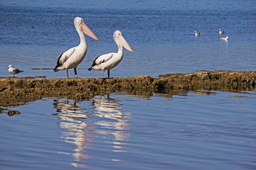 Australian PelicansPelecanus Conspicillatus Gulls