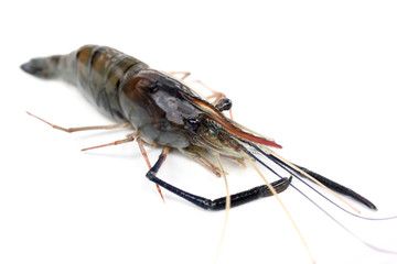 prawn isolated on white background