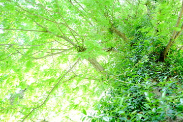 緑を見上げて