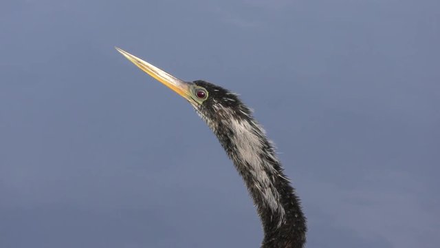 anhinga head closeup