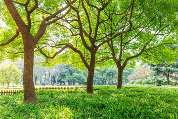 Green tree in Shanghai City Park