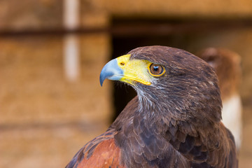 portrait golden eagle With blue beak