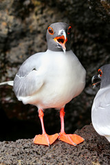 Swallow-tailed Gull on Genovesa island, Galapagos National Park, Ecuador