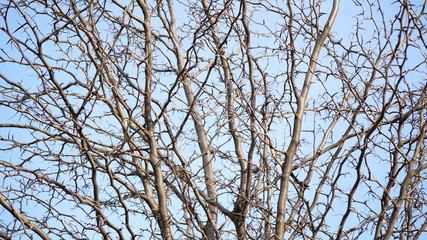 Textura árbol de espino