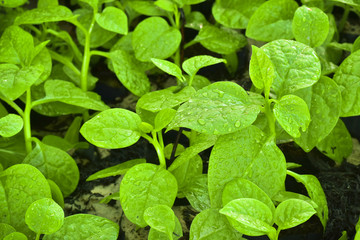 Fototapeta na wymiar Fresh organic spinach leaves with droplets of water on the ground, Malabar spinach, basellacele