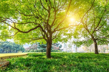 Photo sur Plexiglas Arbres Green tree in Shanghai City Park
