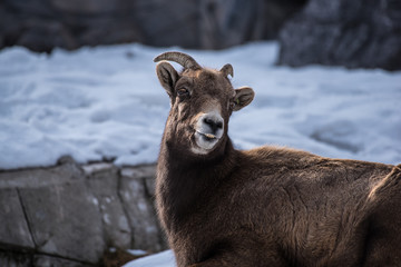 Female Big Horn Sheep in the winter snow