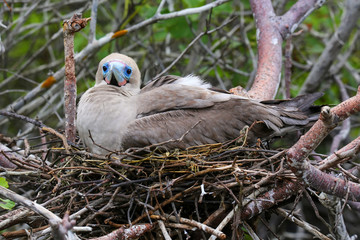 Red-footed booby (Sula sula) sitting on a nest