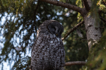 Owl close up