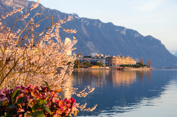 The cherry blossom growing by the Geneva lake