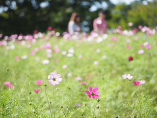 ２輪の花と同じ色のカップル