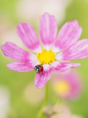 花の上で遊ぶてんとう虫