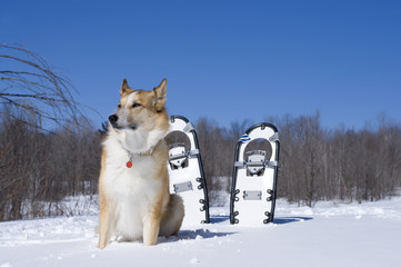 Beautiful Dog and Snowshoes with Snow and Blue sky