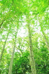 Obraz premium 新緑を見上げて