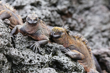 Marine iguanas on Santiago Island in Galapagos National Park, Ecuador