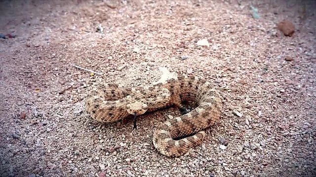 A Sonoran Desert Sidewinder Rattlesnake (Crotalus cerastes cercobombus) rattling and winding across sand in Arizona, USA.