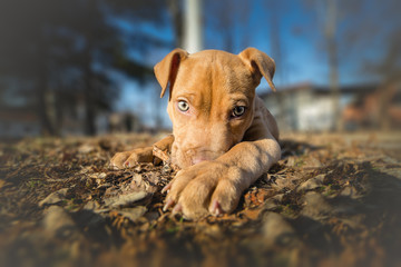 Portrait of cute yellow terrier puppy