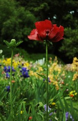 Red Poppy