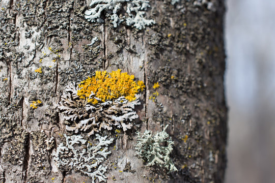 Black Ash Bark Closeup