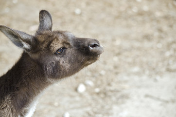 Kangaroo-Island kangaroo