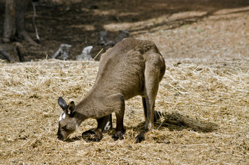 Fototapeta premium Kangaroo-Island kangaroo