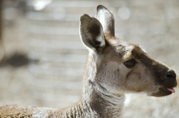eastern grey kangaroo