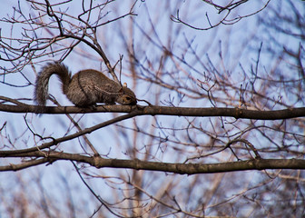 Squirrel scampering across barren tree branch in city of Chicago park during winter
