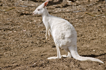Fototapeta premium albino eastern grey kangaroo