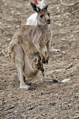 eastern grey kangaroo